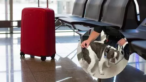 Kobieta porzuciła psa na lotnisku. Właścicielka może zostać ukarana grzywną w wysokości do 1000 dolarów