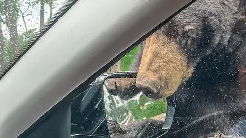 Kanada. Niedźwiedź włamał się do auta i zasnął na fotelu