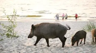 Gdynia: Stado dzików biegło po miejskiej plaży. "Ten człowiek musiał uciekać"