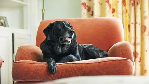 Zoomies - zachowanie psa. Sprawdź, jak szczęśliwy jest Twój pupil