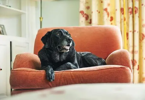 Zoomies - zachowanie psa. Sprawdź, jak szczęśliwy jest Twój pupil
