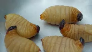 Te larwy musiały zjeść uczestniczki "Królowej przetrwania"