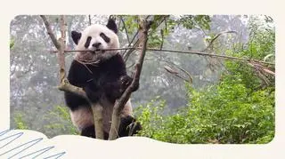 Panda Wielka