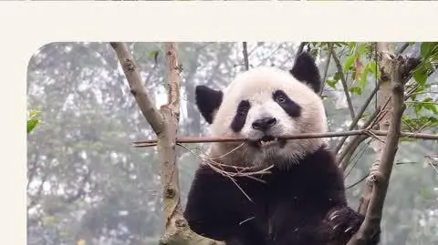 Panda Wielka