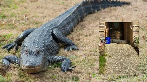 Aligator zapukał do drzwi mieszkanki Teksasu