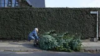 Co zrobić z choinką po świętach? Szefowie kuchni znają zero waste rozwiązanie