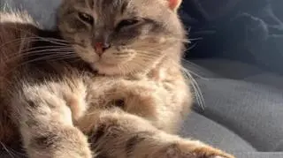 Boguś - kot do adopcji