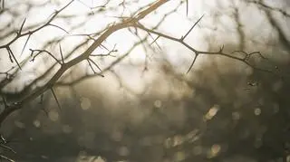 Pogoda na weekend 11-12 listopada. Uwaga na gęste mgły