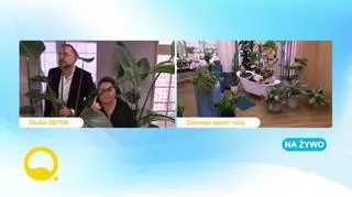 Jakie kwiaty do łazienki wybrać? 