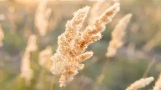 Trzcinnik piaskowy – jak dbać o roślinę?