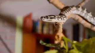 Najpopularniejsze węże domowe – wymagania hodowlane