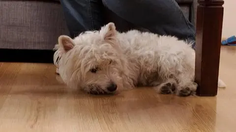 "Jak rozmawiać z psem?" - problem z zaborczością 