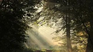 Promienie słoneczne padają na leśną ścieżkę w mglisty jesienny poranek