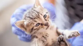 mały kot u weterynarza 