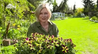 HGTV: Wiosna w ogrodzie. Jakie kwiaty warto posadzić?