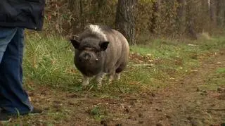 Zagubiony Stefan wrócił do domu. "Schudł i miał zapadnięte boczki"