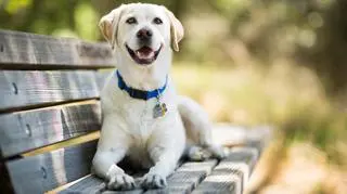 Labrador