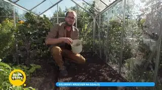 Rośliny na zielony nawóz