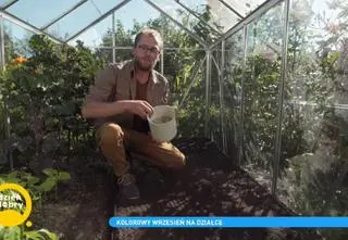 Rośliny na zielony nawóz