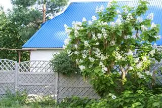 Katalpa czyli surmia