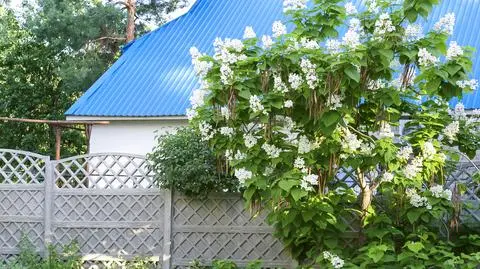 Katalpa czyli surmia