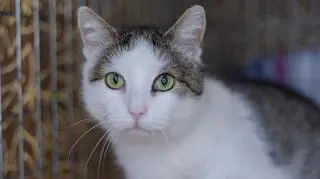 Smeagol - kot do adopcji