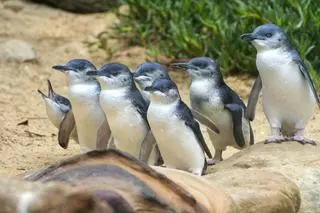Pingwiny małe