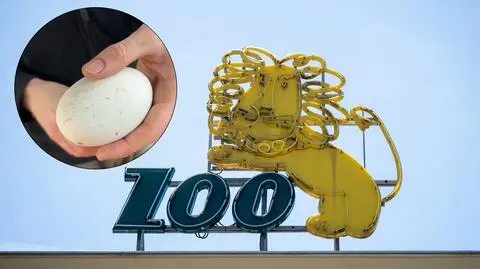 Wrocławskie ZOO. Niezwykłe narodziny warana