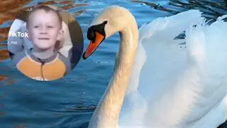 Przedszkolak i łabędź