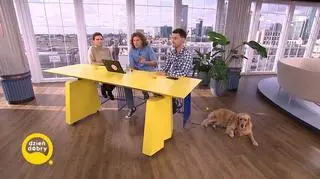 Pytania i komentarze naszych widzów – ubezpieczenie psa  