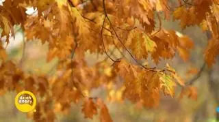 Prawda i mit o byciu fit - biało robi różnicę