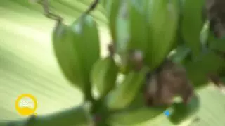 Bananlove ogrody 
