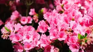 Pięknie kwitnący różanecznik japoński ozdobi dowolny zakątek ogrodu. Poznaj zasady jego uprawy, odmiany i choroby.