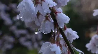 Pogoda na wtorek 25 kwietnia. Czeka nas znaczne ochłodzenie