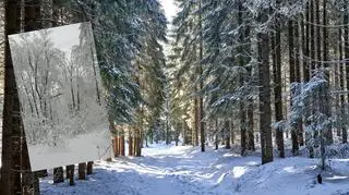 Leśnicy apelują o zachowanie ostrożności podczas zimowych spacerów. Czym jest okiść?