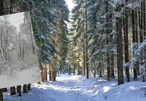 Leśnicy apelują o zachowanie ostrożności podczas zimowych spacerów. Czym jest okiść?