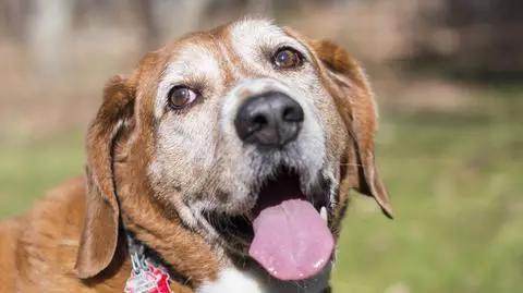 Najstarszy pies na świecie stracił tytuł 