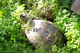 Żółw stepowy - hodowla
