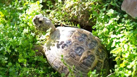Żółw stepowy w domu – żywienie, wybór terrarium i choroby