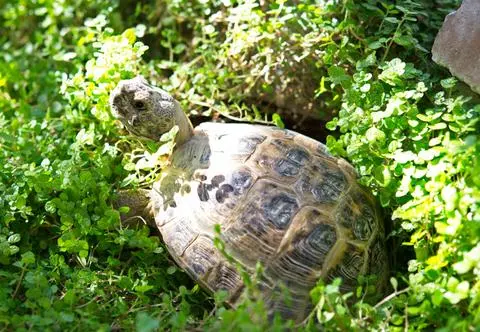 Żółw stepowy w domu – żywienie, wybór terrarium i choroby