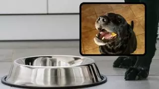 Reakcja psa na nietypowy smakołyk rozbawiła miliony internautów