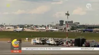Jak przygotować zwierzę do lotu samolotem?