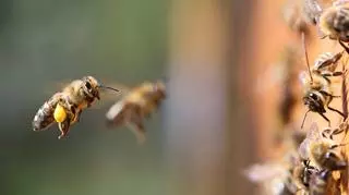 Znaczenie snu o pszczołach. Co symbolizuje rój pszczół i użądlenie przez owady?