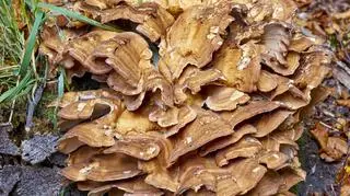 Olbrzymi grzyb we Wrocławiu. Może ważyć nawet 50 kg