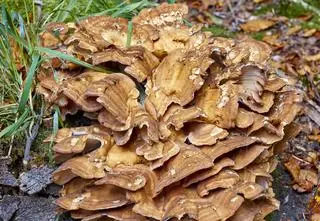 Olbrzymi grzyb we Wrocławiu. Może ważyć nawet 50 kg