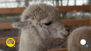 Alpacza pasja Joanny