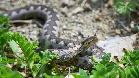 Beskid Śląski. Żmija ukąsiła turystę