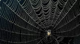 Sennik: pająk. Co oznacza sen o pająku? Poznaj interpretację i analizę snu