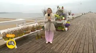 Idealny pierwszy dzień wiosny. "Kwiaty, słońce i śpiew ptaków"