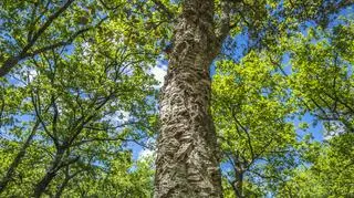 Uprawa korkowca amurskiego